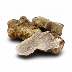 White Truffle